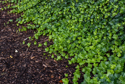 Refined image lawn and landscape, softscapes, snow & ice, lawn cutting & maintenance, residential & commercial lawn care, dunnville, ON